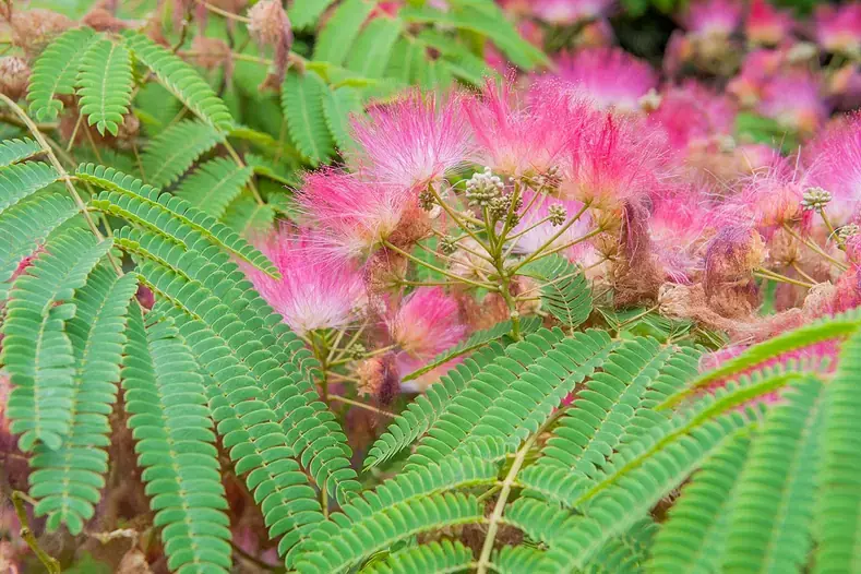 2. L'albizia (Albizia julibrissin) : l'arbre à soie qui fleu
