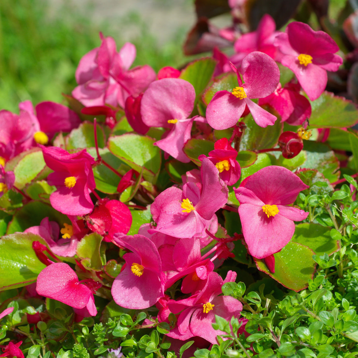 2. Le Bégonia (Begonia semperflorens) : la robustesse discrè