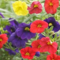 2. Le calibrachoa (Calibrachoa) : une cascade de petites fle