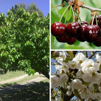 2. Le cerisier 'Burlat' : la douceur précoce