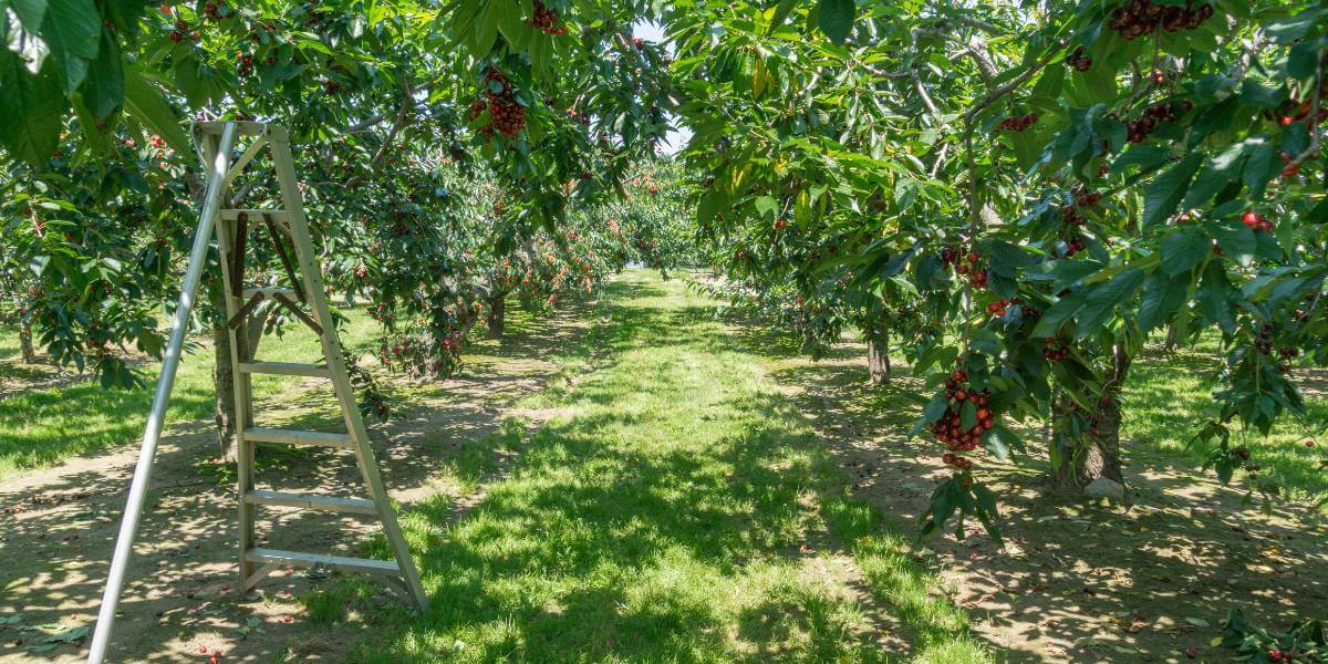 2. Le cerisier nain : des cerises sans échelle