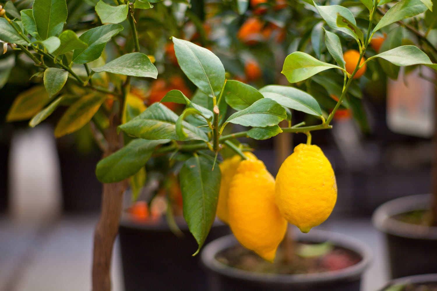 2. Le citronnier ‘Meyer’ – Un agrume facile