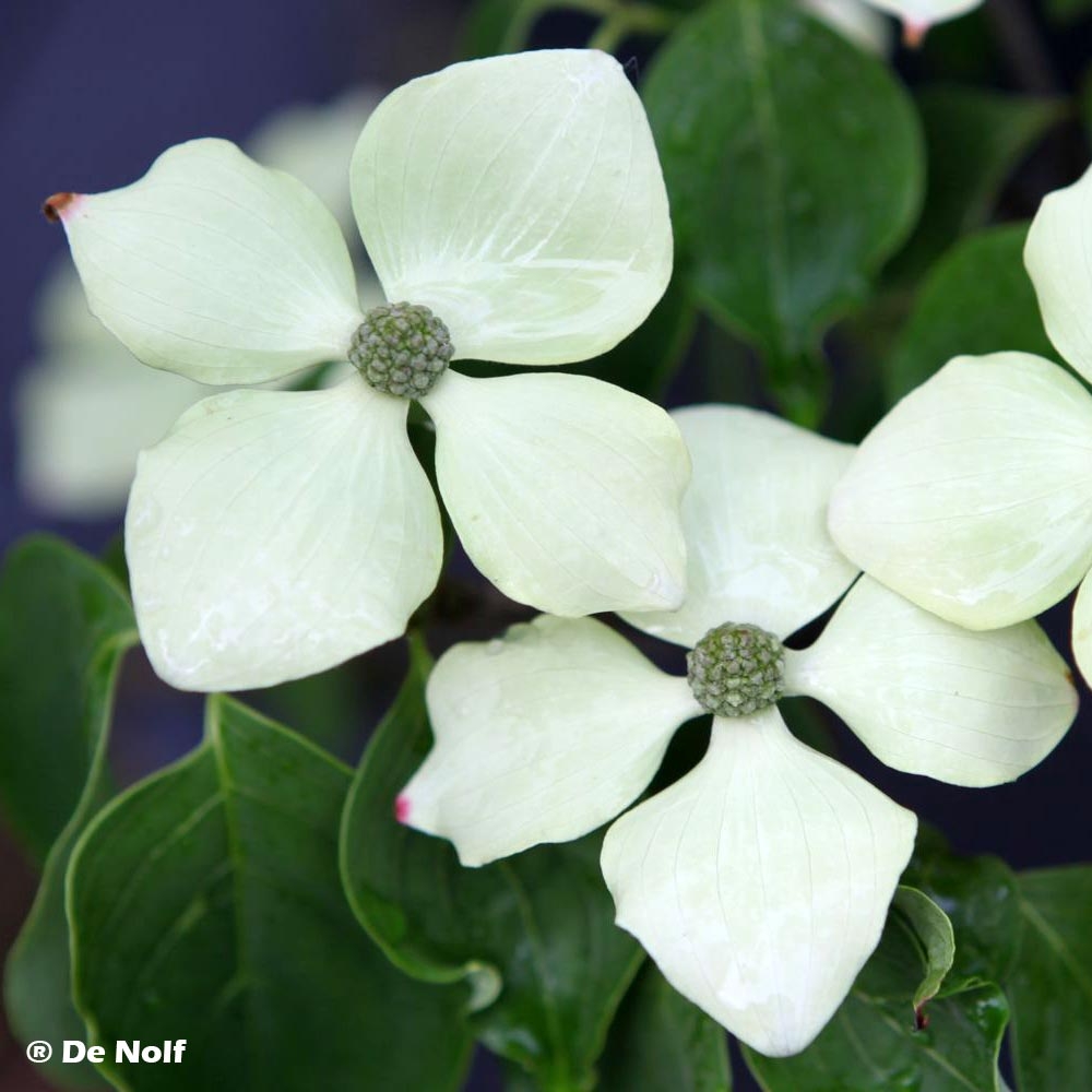 2. Le Cornus kousa : la floraison en étoiles