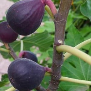 2. Le figuier nain (Ficus carica ‘Petite Negra’) : un petit 