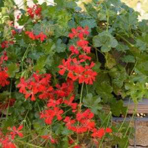 2. Le géranium lierre (Pelargonium peltatum) – L'indémodable