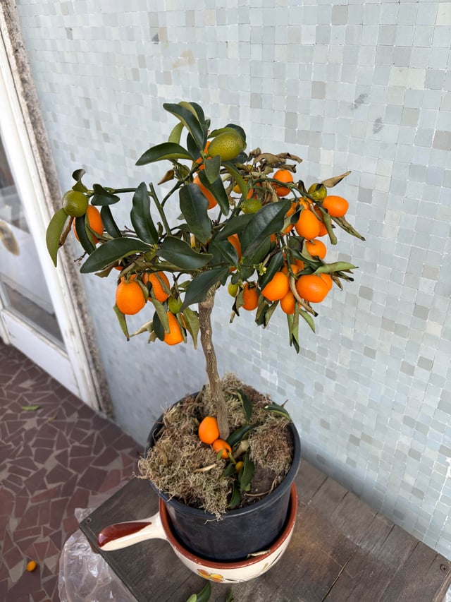 2. Le kumquat : des fruits sucrés même en hiver