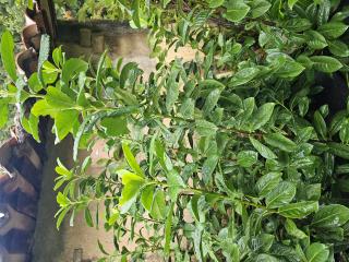 2. Le laurier-cerise (Prunus laurocerasus) : un feuillage pe