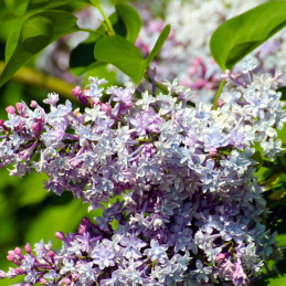 2. Le lilas (Syringa vulgaris)