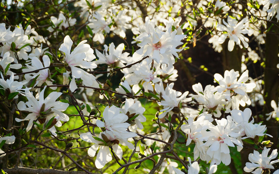 2. Le magnolia étoilé (Magnolia stellata)