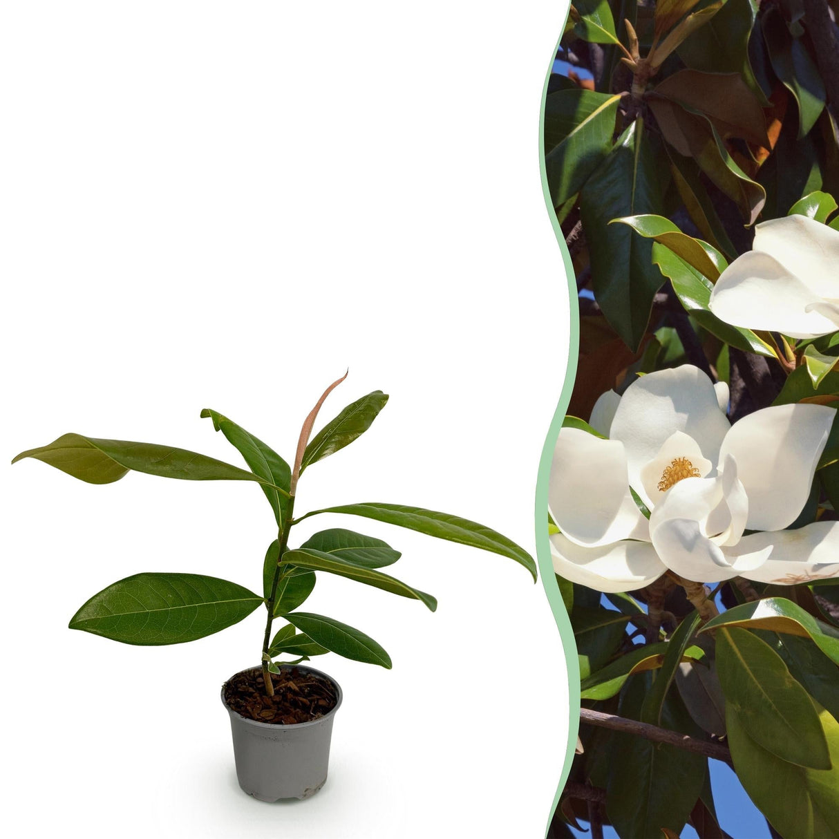2. Le magnolia étoilé : une élégance précoce et robuste