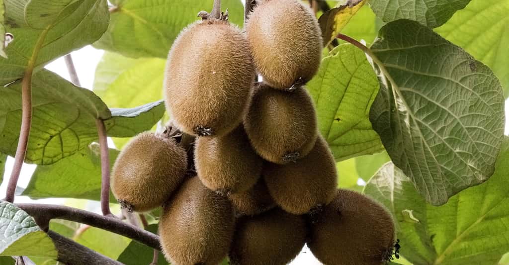 2. Le noyer (Juglans regia) : un géant protecteur aux fruits