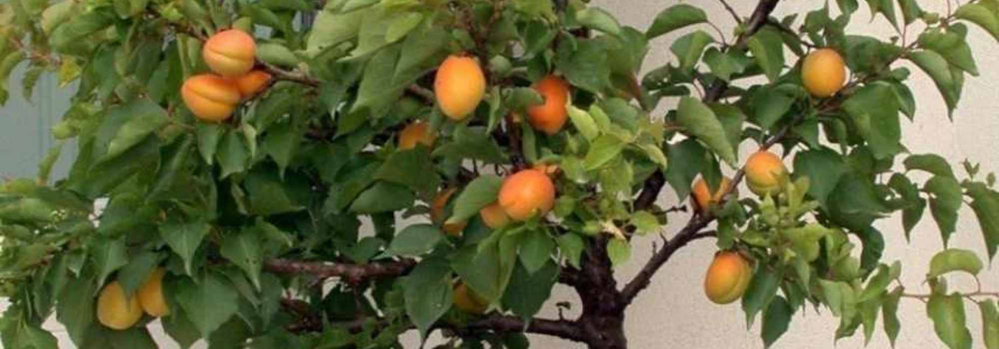 2. Le pêcher nain : des fruits juteux en pot ou en pleine te