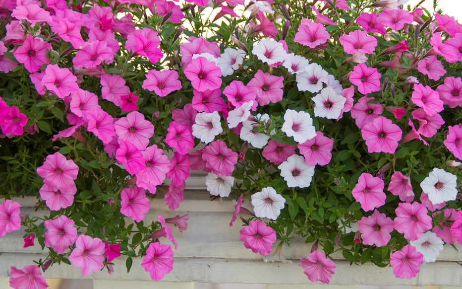 2. Le pétunia : une cascade de couleurs