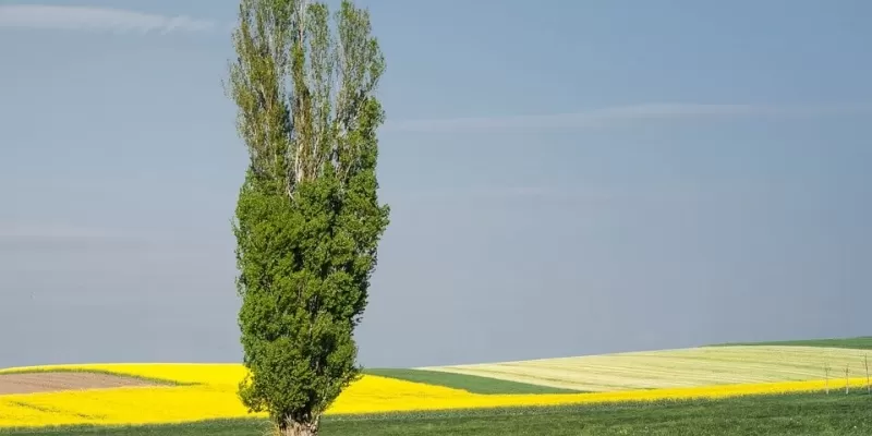 2. Le peuplier (Populus) : un arbre qui soulève tout sur son