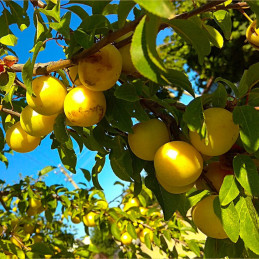 2. Le poirier : un fruitier rustique pour tous les sols