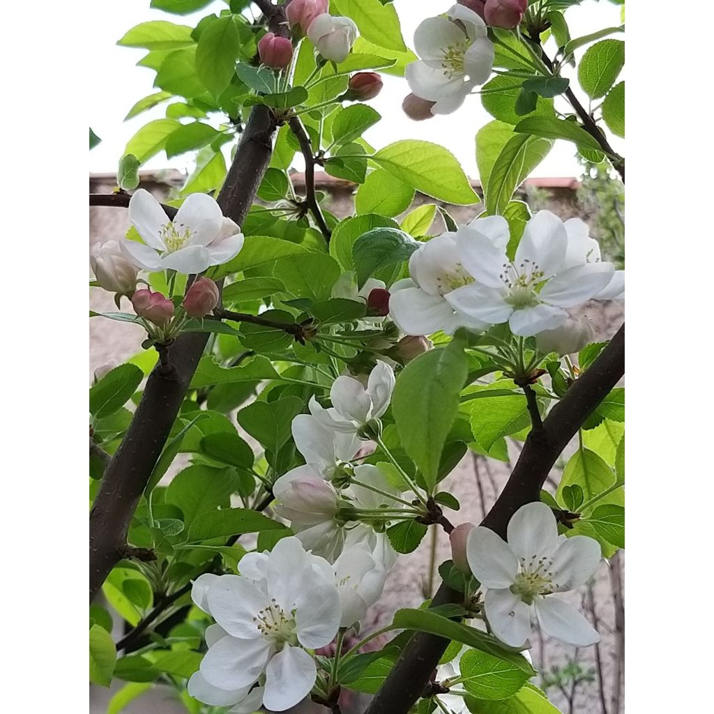 2. Le pommier d'ornement nain (Malus 'Evereste')