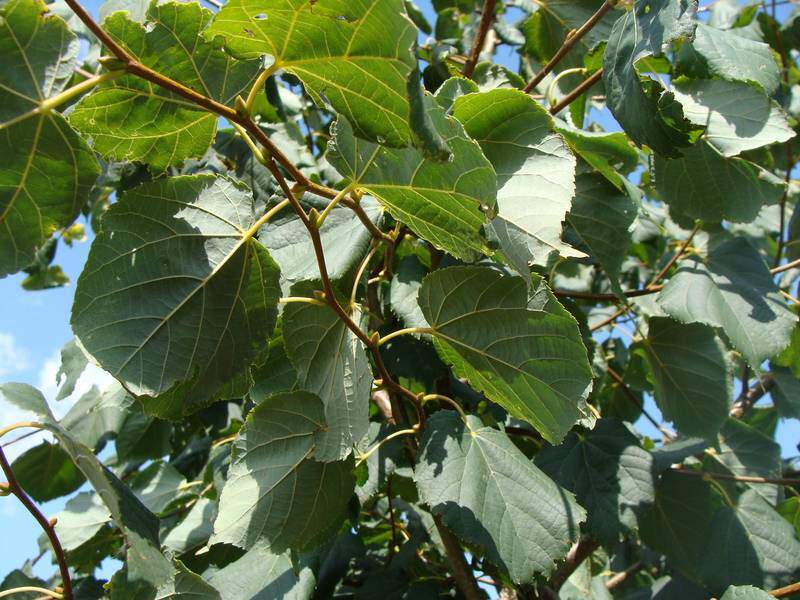 2. Le tilleul à petites feuilles (Tilia cordata) : l’ombre p