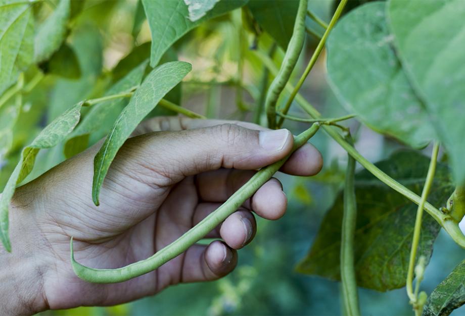 2. Les haricots à rames : pour une récolte généreuse