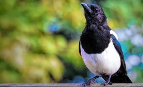 Ce que la présence de grenouilles révèle sur votre jardin