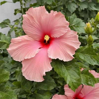 Choisir la variété d’hibiscus adaptée à votre région
