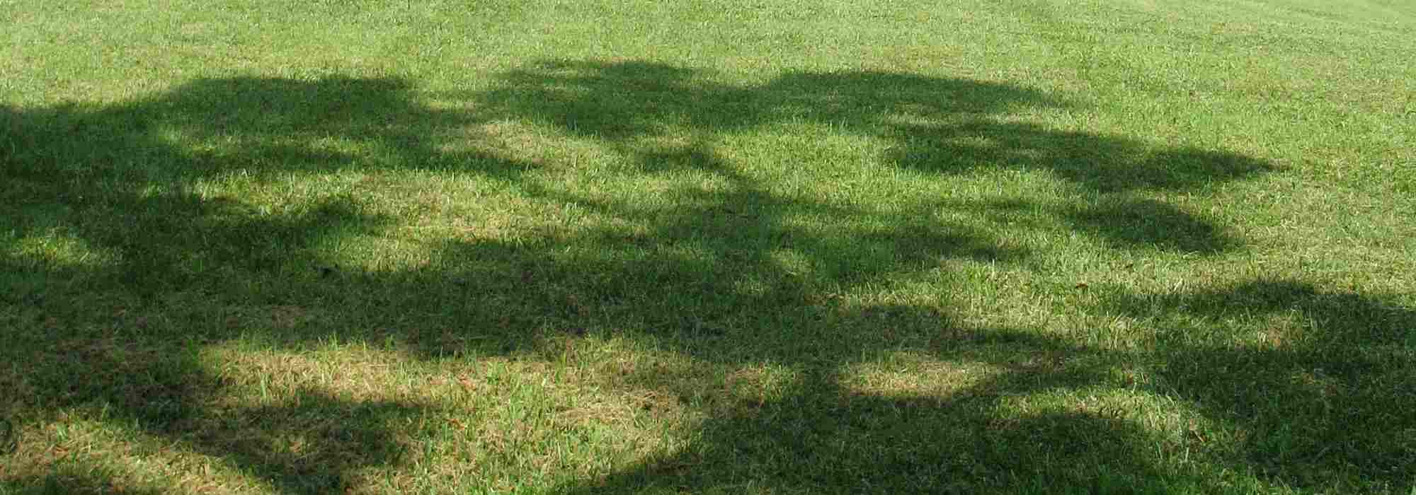Choisir le bon emplacement : l’ombre légère et le sol de rêv