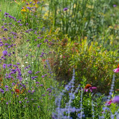 Choisir les bonnes vivaces françaises pour un été réussi