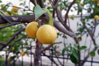 Comment arroser un citronnier Meyer en pot (pour les jardins