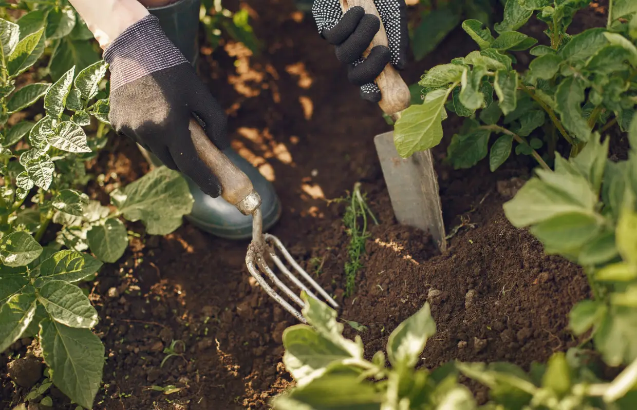 Comprendre les besoins de la tomate : un sol vivant et équil