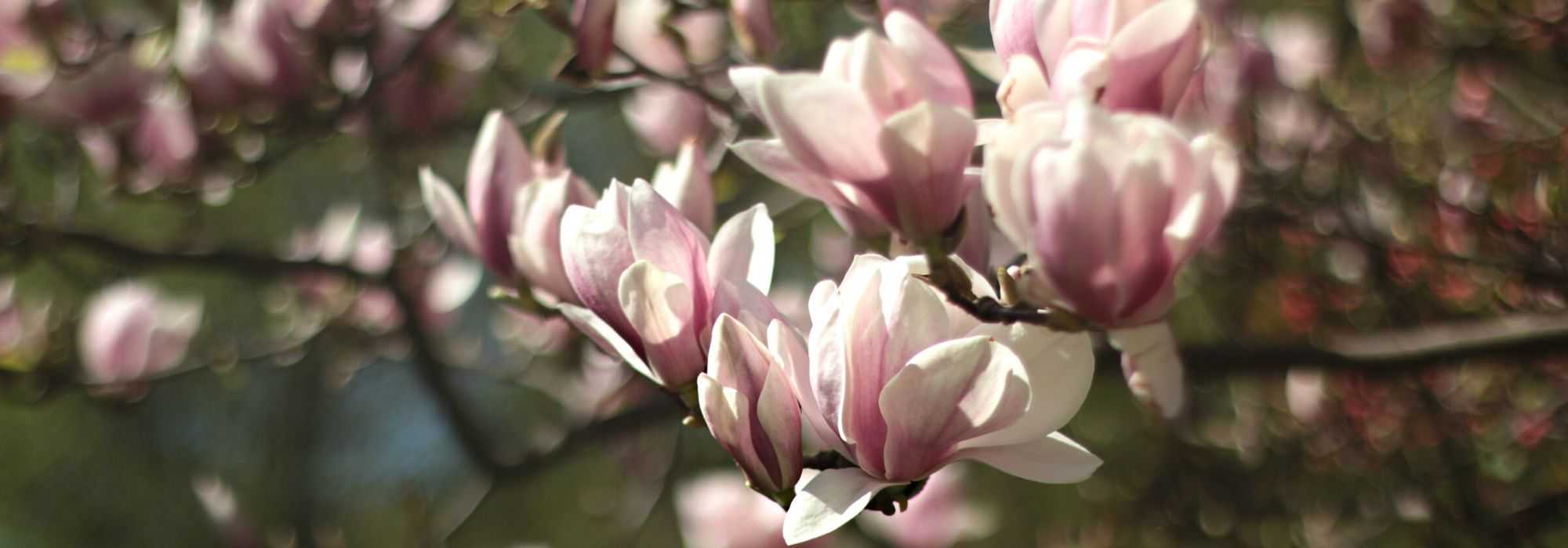 Connaître son arbre : magnolia, cerisier, pommier d'ornement