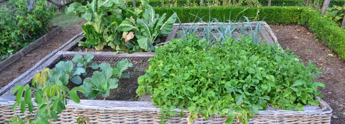 Conseils pratiques pour réussir votre potager en pot