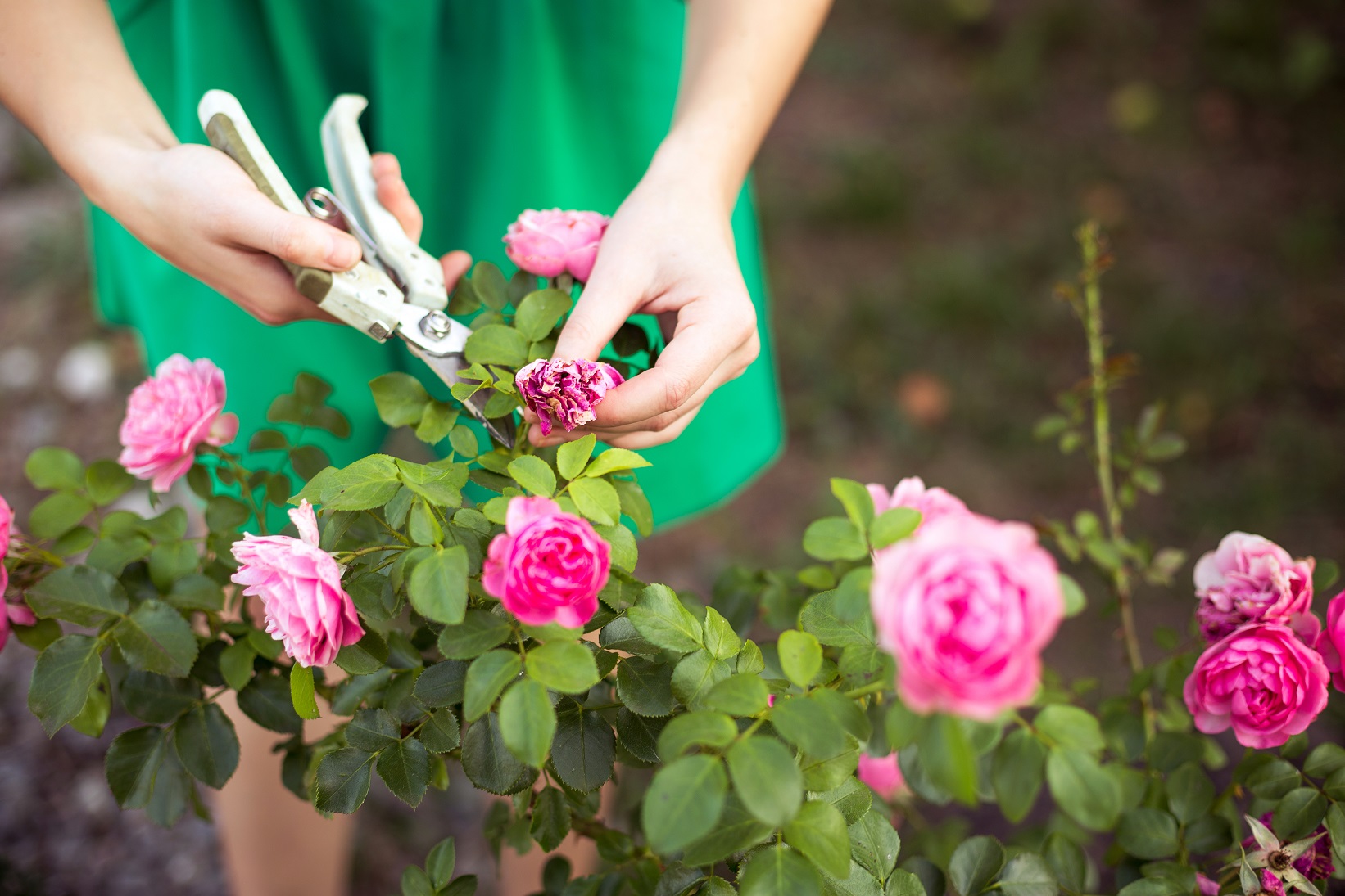 Entretenir ses fleurs d'été : arrosage, paillage et fertilis
