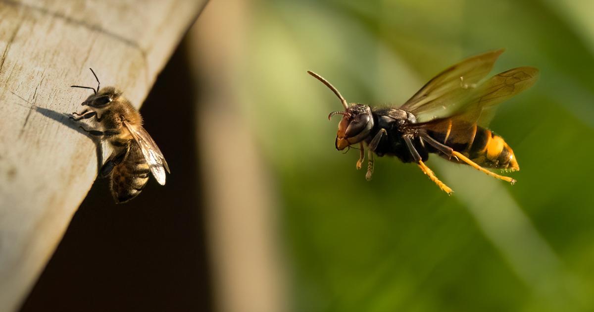 Frelons asiatiques et cicadelles tue-cicadas : deux menaces 