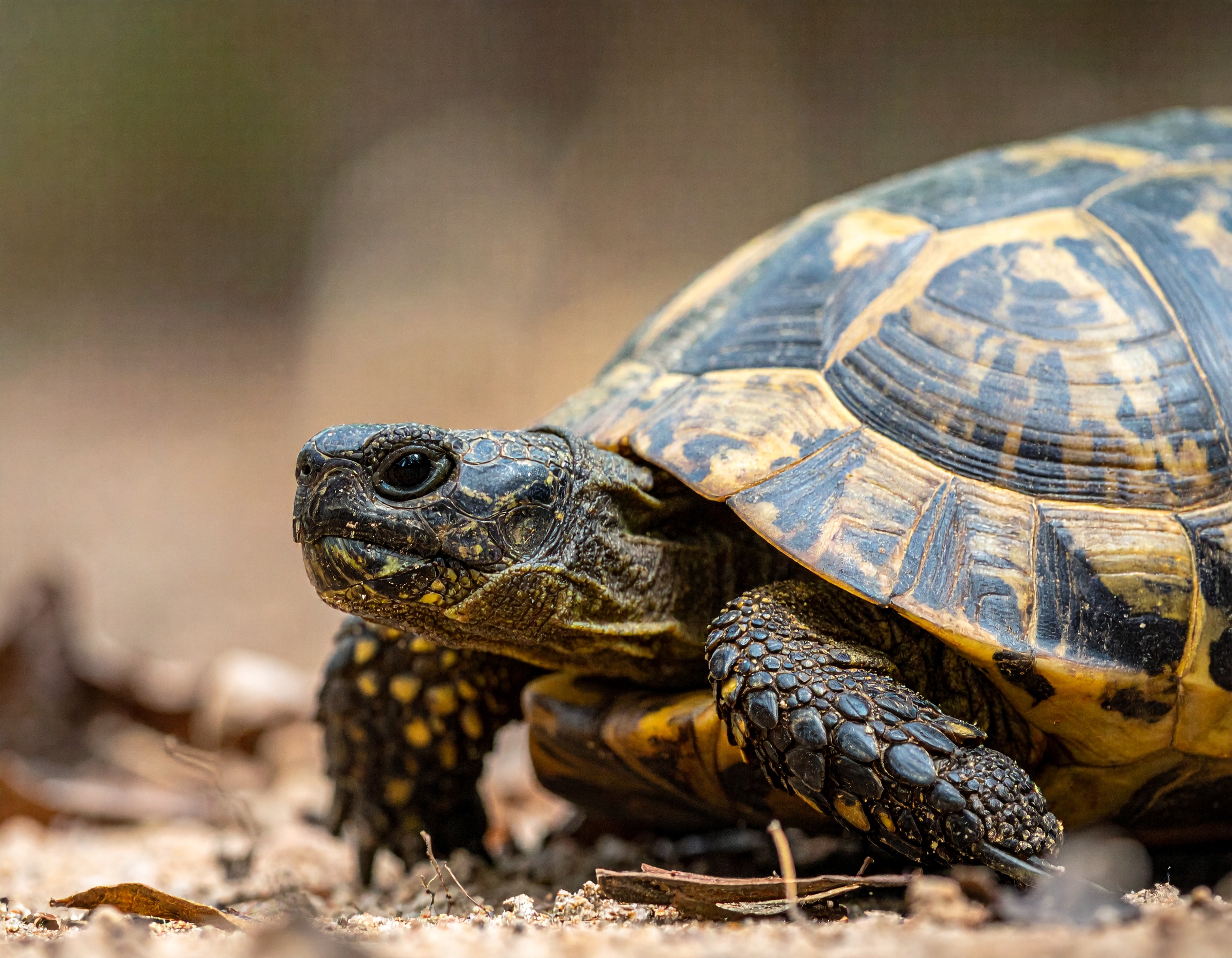 Identifier l’espèce : tortue terrestre ou aquatique ?