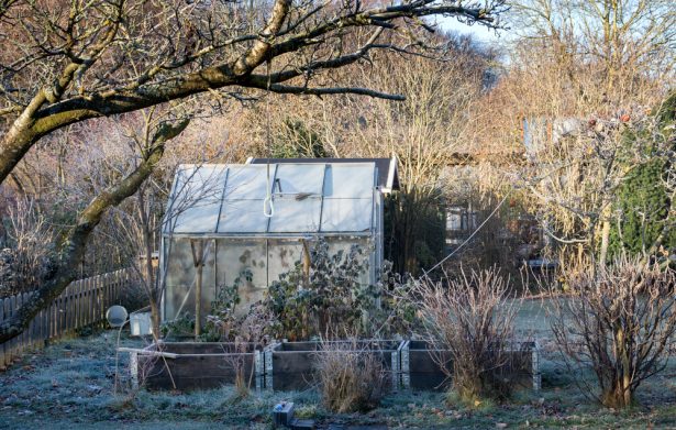 Janvier : Le Cyprès (16 janvier - 15 février)