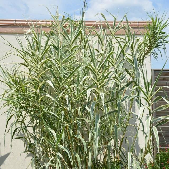 La canne de Provence : un géant utile et décoratif