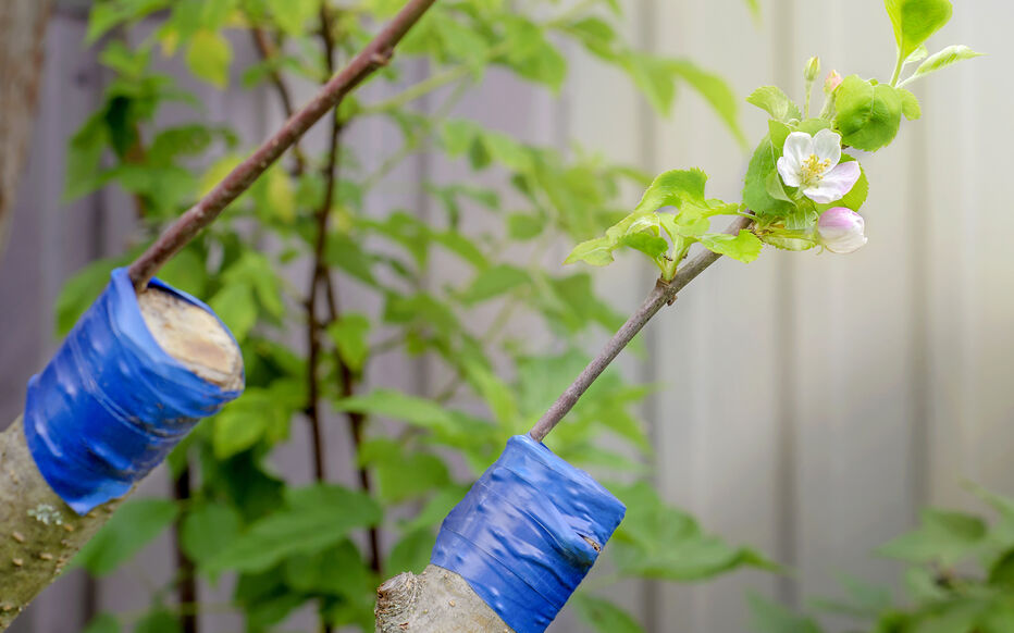 Le calendrier idéal pour fertiliser vos arbres fruitiers en 