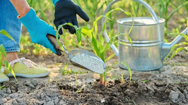 Le calendrier régional pour planter vos patates douces