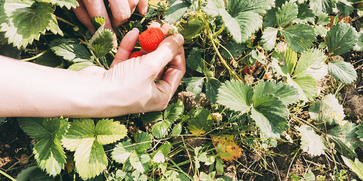 Le cycle de vie de la fraise : combien de temps faut-il vrai