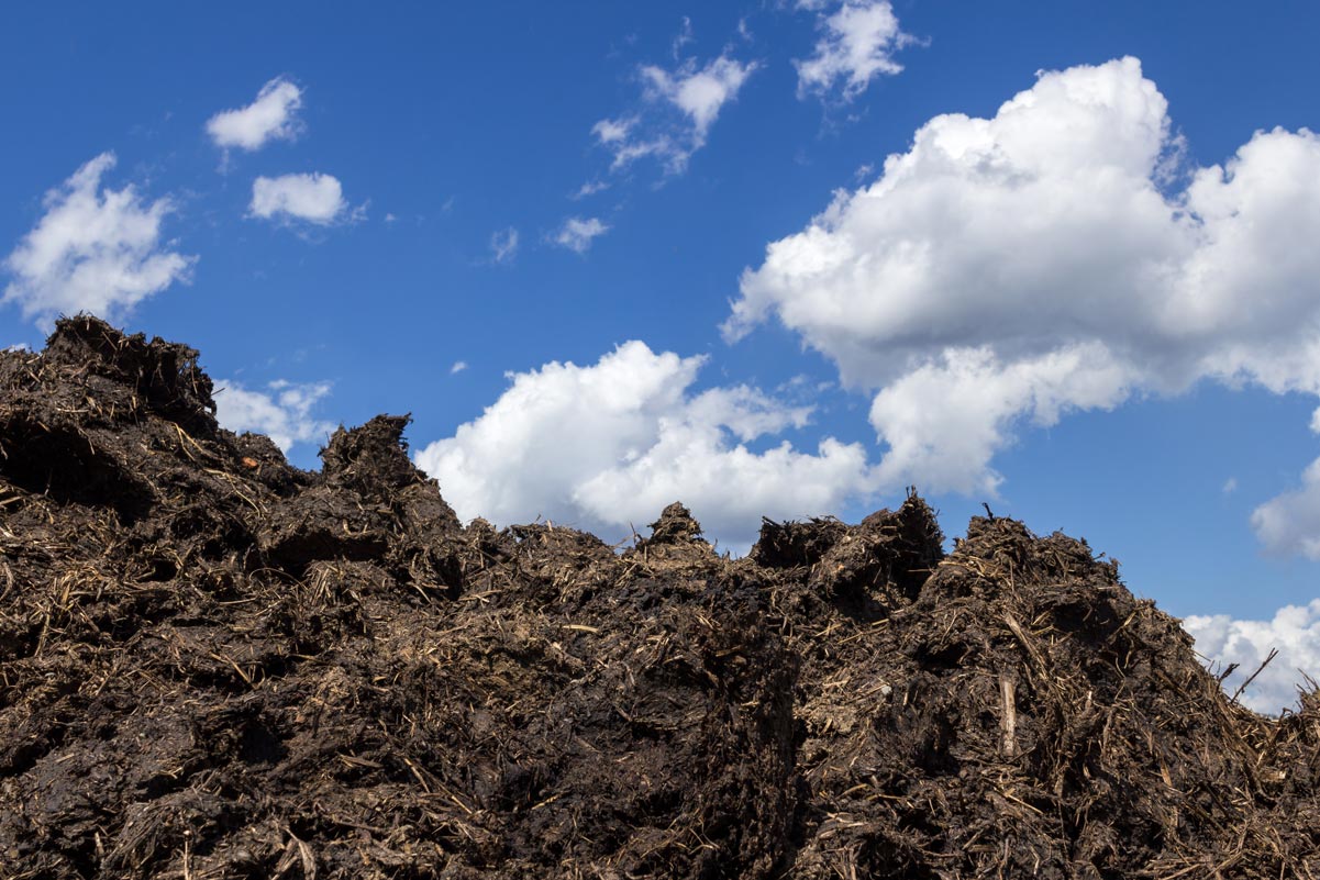 Le fumier de cheval : un classique du terroir