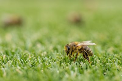 Le matériel du parfait pollinisateur : simple et économique