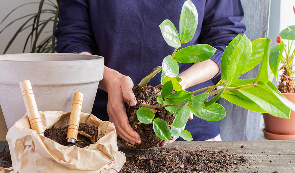 Le matériel indispensable pour un potager d’intérieur réussi