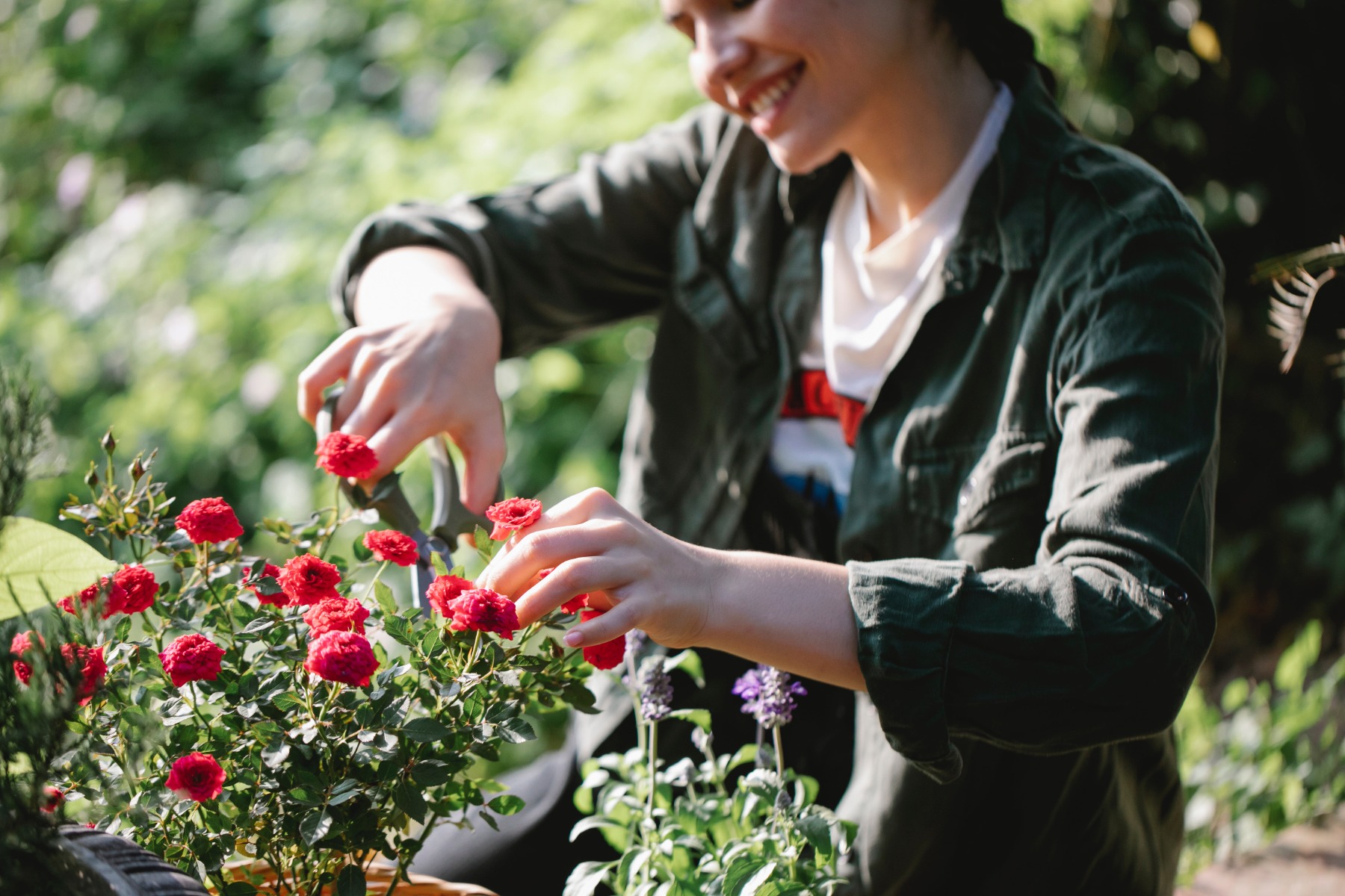 Le substrat : une terre de roi pour des roses royales