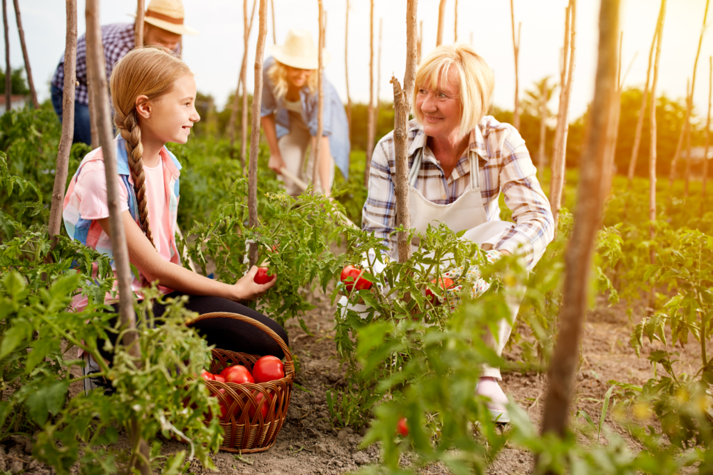 Les bienfaits spécifiques pour les plants de tomates