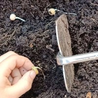 Les légumes stars à cultiver en janvier sous le ciel françai