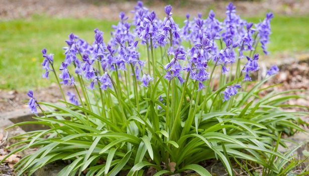 Où planter les jacinthes d’Espagne dans votre jardin ?
