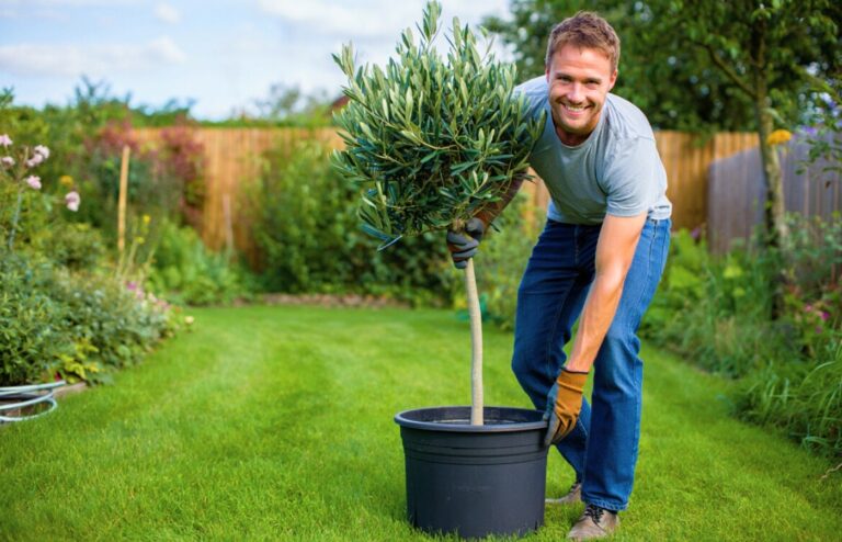 Planter le Kaki au Bon Moment et au Bon Endroit