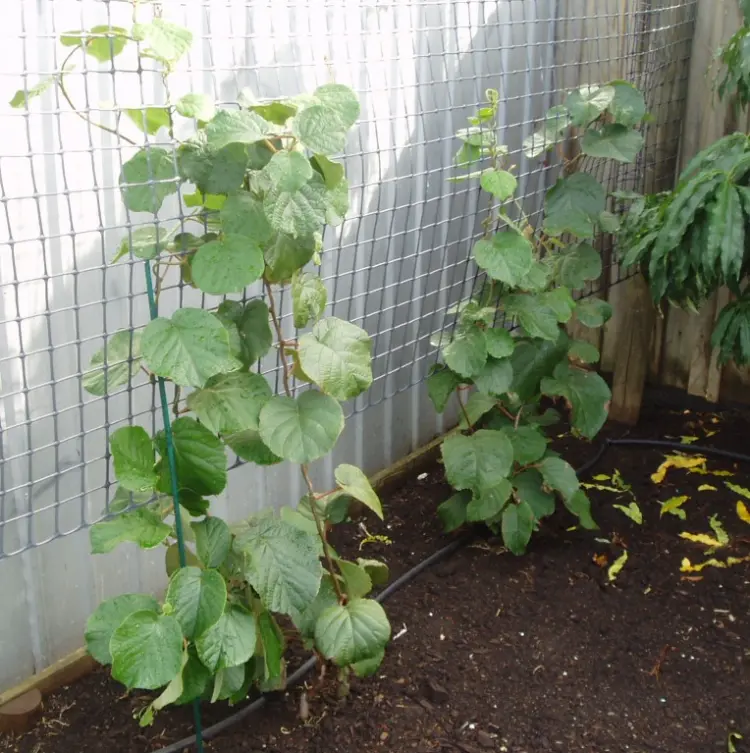 Planter le kiwi rustique : quand et comment ?