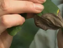 Pourquoi associer la canne de Provence et la patate douce da