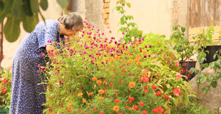 Pourquoi associer la coriandre à des plantes compagnes ?