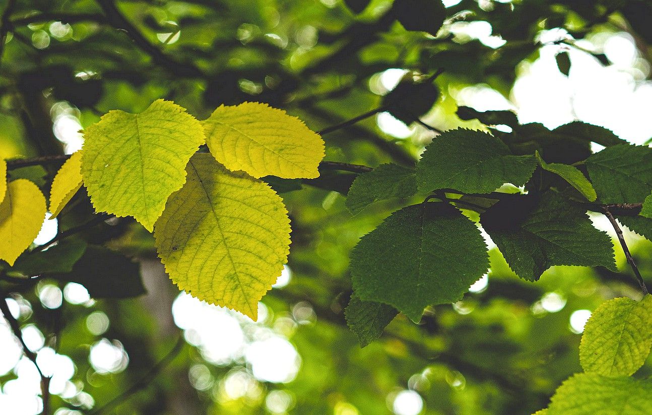 Pourquoi certains arbres sont-ils considérés comme invasifs 